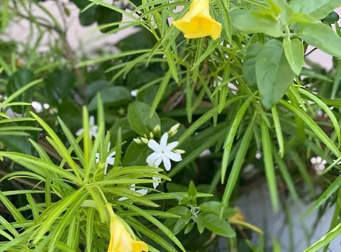 מלון דירות Path House - Etna & Sea View 4*